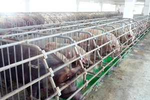 Места кормовые для свиней 