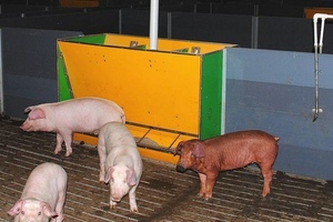 Свиньи кушают из бункерной кормушки