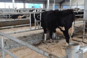 Родильные боксы для коров цена