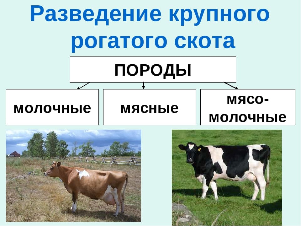 Выращивание молочных телят: кормление и содержание