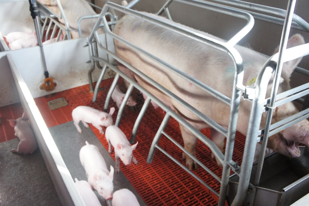 Содержание свиноматки в станке для опороса отражается на поросятах